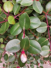 Metrosideros collina