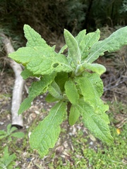 Acrisione cymosa