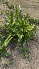 Crinum pedunculatum