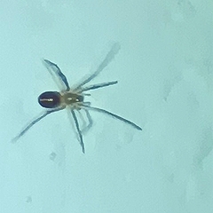 Cithaeron praedonius