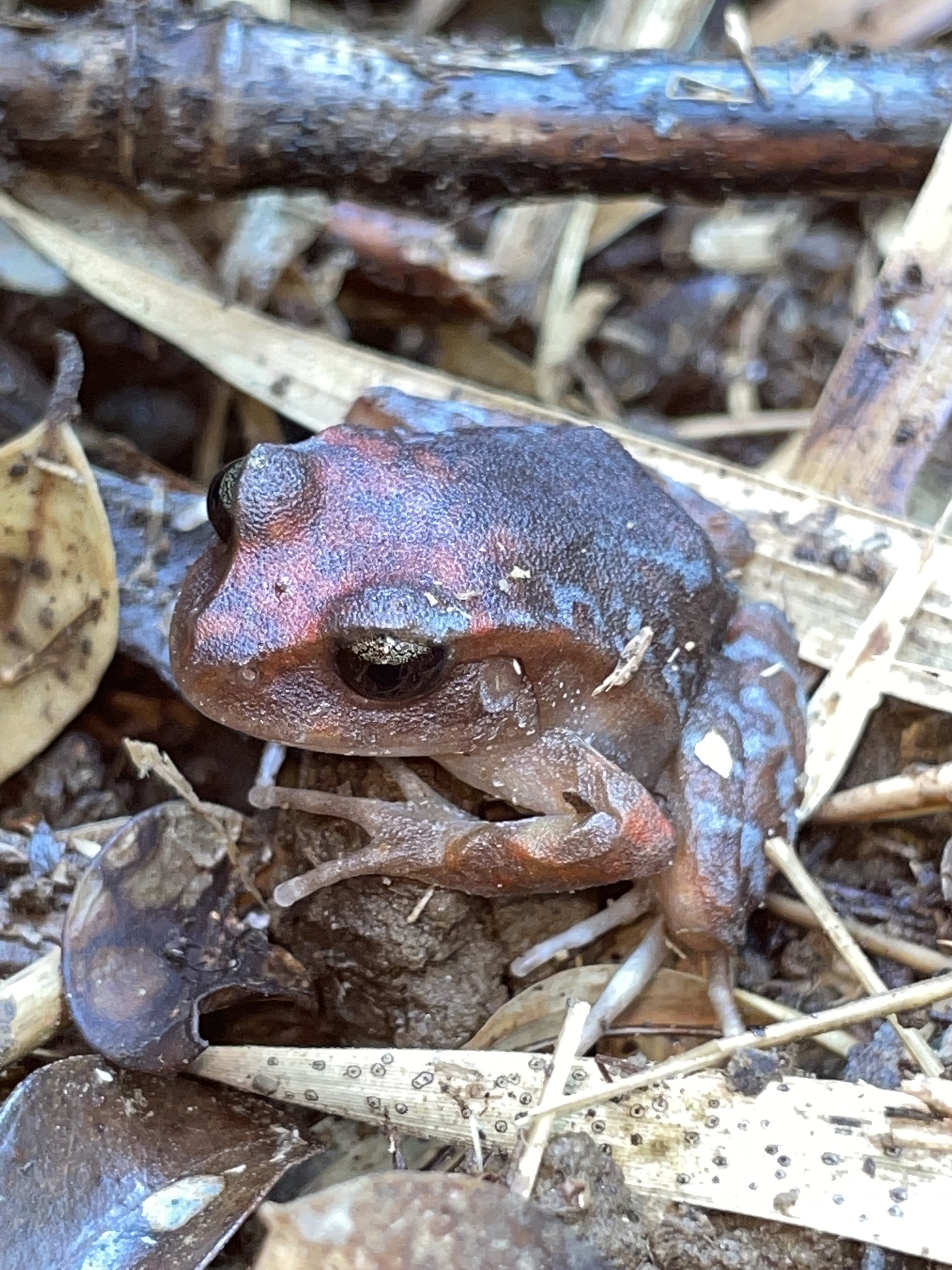 Eupsophus altor Nuñez, Rabanal & Formas, 2012