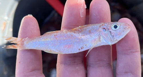 Dwarf Goatfish (Upeneus parvus) — Mullidae — 3