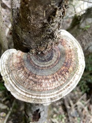 Trametes versicolor