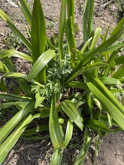 Crinum pedunculatum
