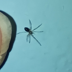 Cithaeron praedonius