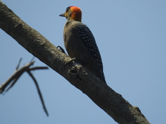 Melanerpes