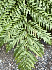 Lophosoria quadripinnata