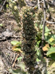 Thompsonella minutiflora