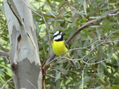 Falcunculus frontatus