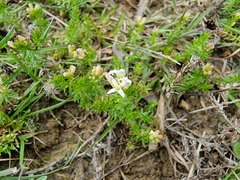 Asperula conferta