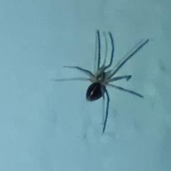 Cithaeron praedonius