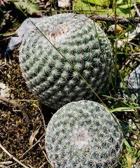 Mammillaria haageana elegans