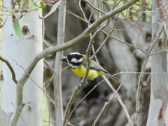 Falcunculus frontatus