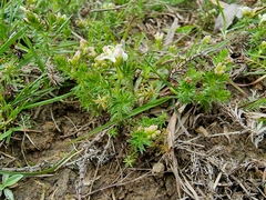 Asperula conferta