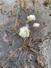 Eriophorum angustifolium