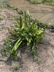 Crinum pedunculatum