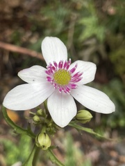 Knowltonia hepaticifolia