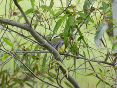 Falcunculus frontatus