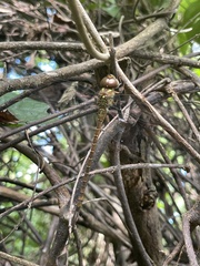 Triacanthagyna caribbea