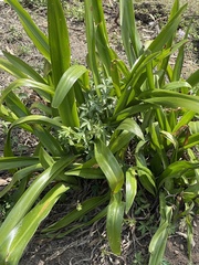 Crinum pedunculatum