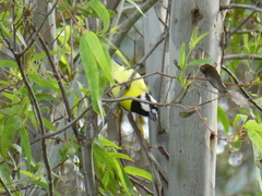 Falcunculus frontatus