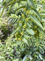 Azara lanceolata