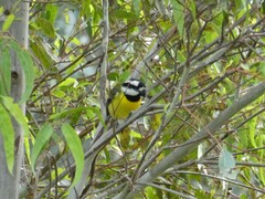 Falcunculus frontatus