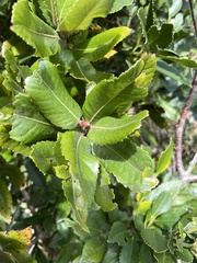 Eucryphia cordifolia