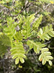 Weinmannia trichosperma