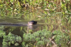 Lontra longicaudis