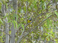 Falcunculus frontatus