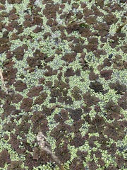 Azolla pinnata