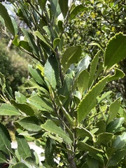 Laureliopsis philippiana