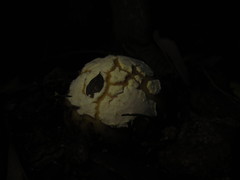 Amanita toxica