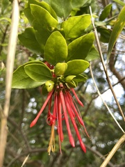 Tristerix corymbosus