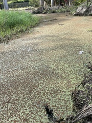 Azolla pinnata