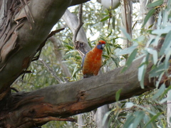 Platycercus elegans adelaidae