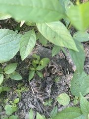 Proserpinaca palustris