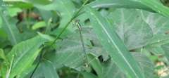 Lestes temporalis