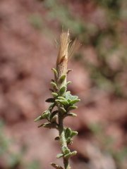 Brickellia microphylla