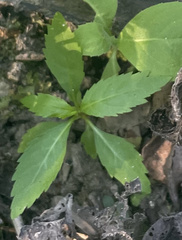 Proserpinaca palustris