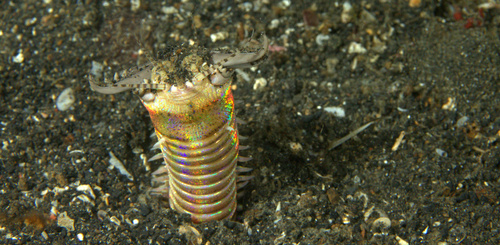 Photo of Bobbit worm (Eunice aphroditois)