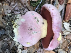 Rubroboletus eastwoodiae