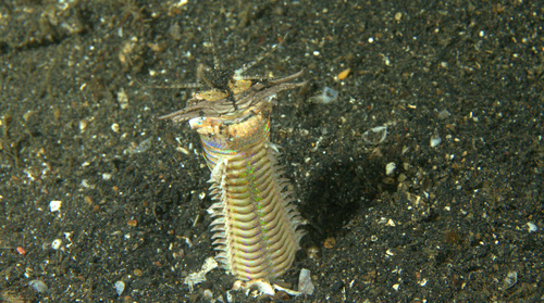 Photo of Bobbit worm (Eunice aphroditois)