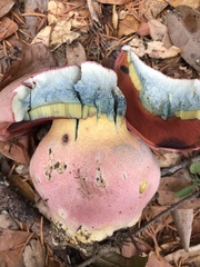 Rubroboletus eastwoodiae