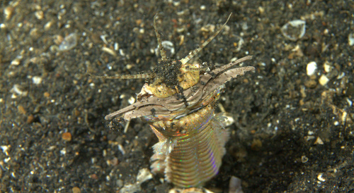 Photo of Bobbit worm (Eunice aphroditois)