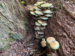 Hypholoma