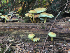 Hypholoma