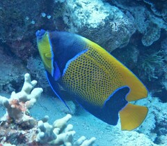 Pomacanthus navarchus