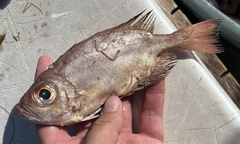 Priacanthus arenatus